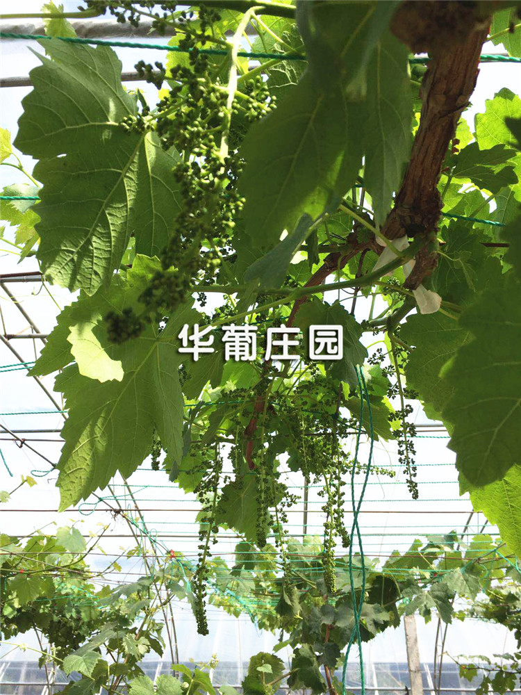 XCLP3-(50T-200T)大噸位精密四柱液壓裁斷機 XCLP3-(50T-200T)大噸位精密四柱液壓裁斷機